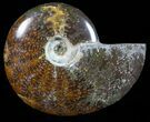 Polished, Agatized Ammonite (Cleoniceras) - Madagascar #59889-1